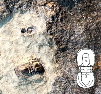 Peronopsis integra (Beyrich, 1845) - velikost 5 mm (sag), jinecké souvrství, stupeň drum, Jince